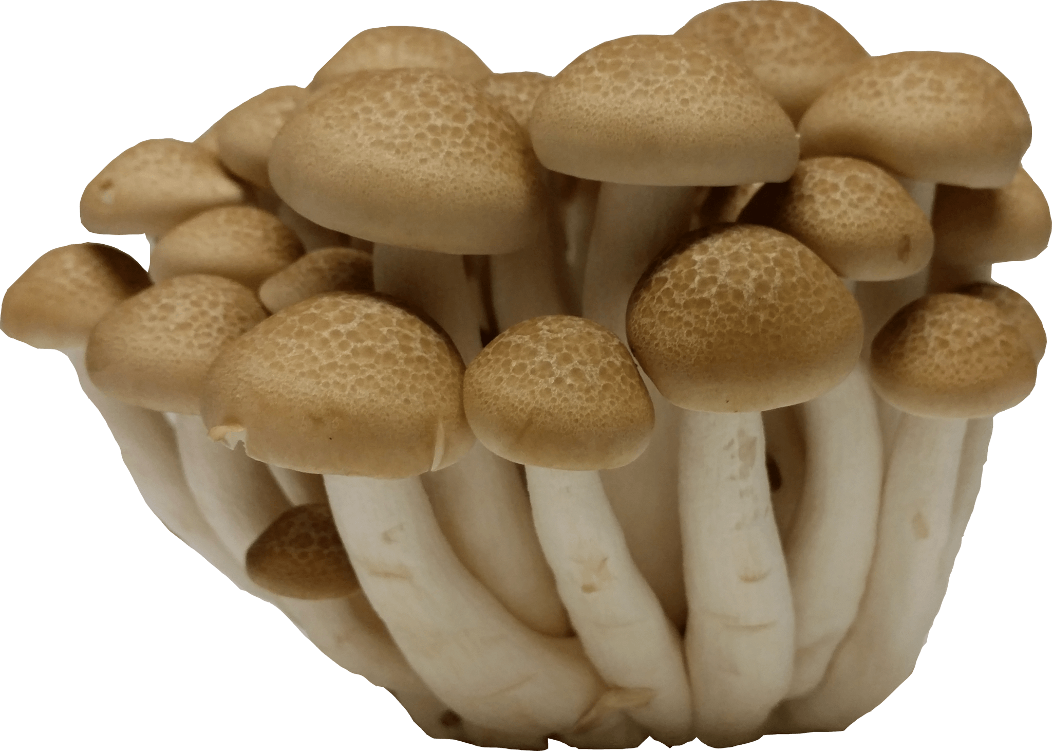 Mushrooms Archives
