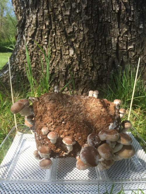 shiitake mushroom block