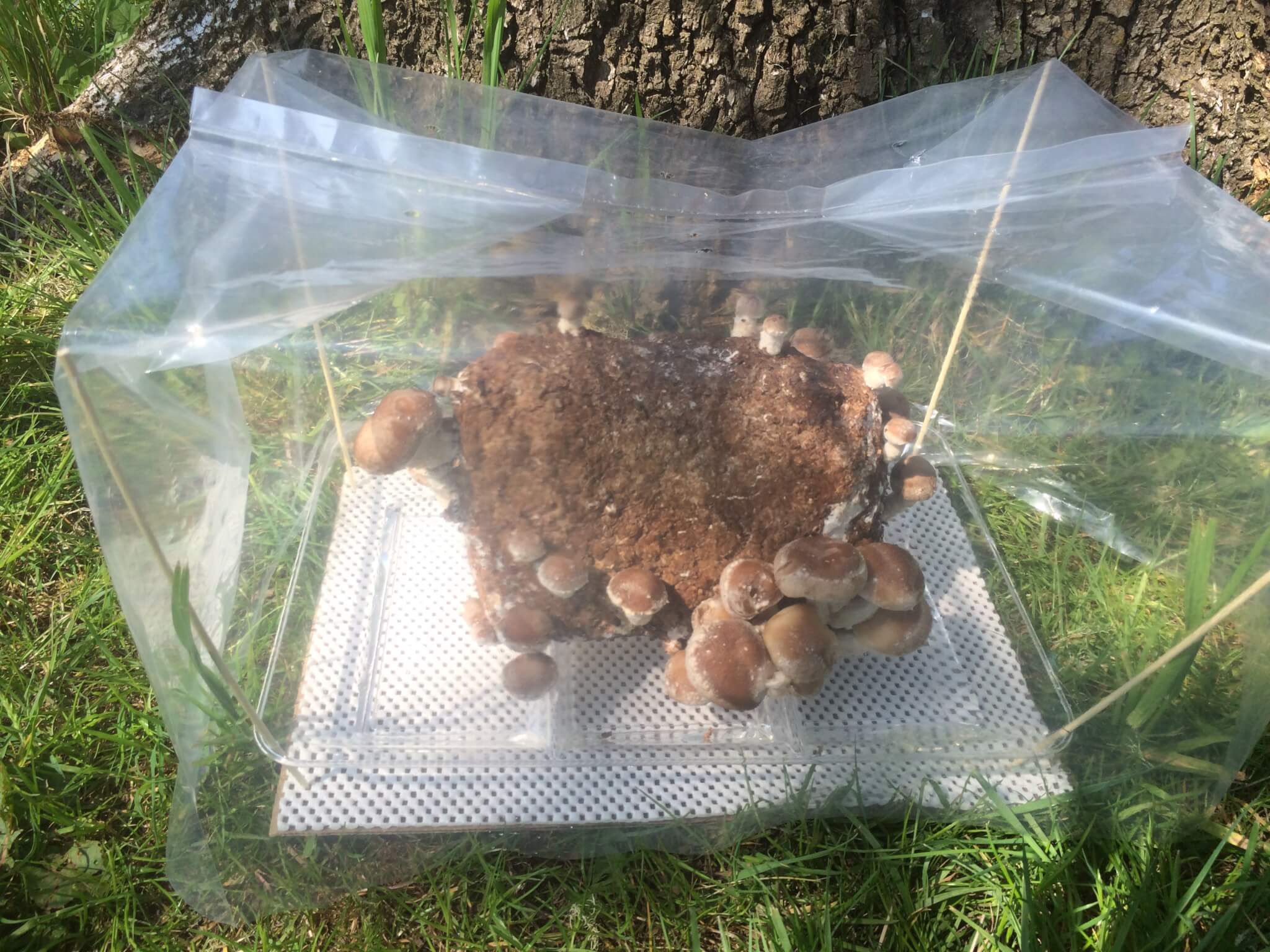 Shiitake Mushrooms Growing 