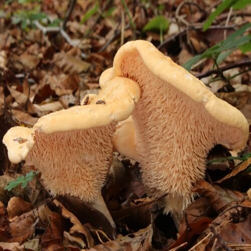 Fresh Hedgehog Mushrooms