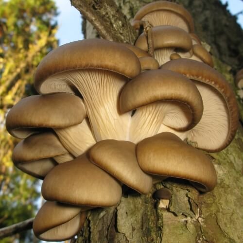 Fresh Oyster Mushrooms