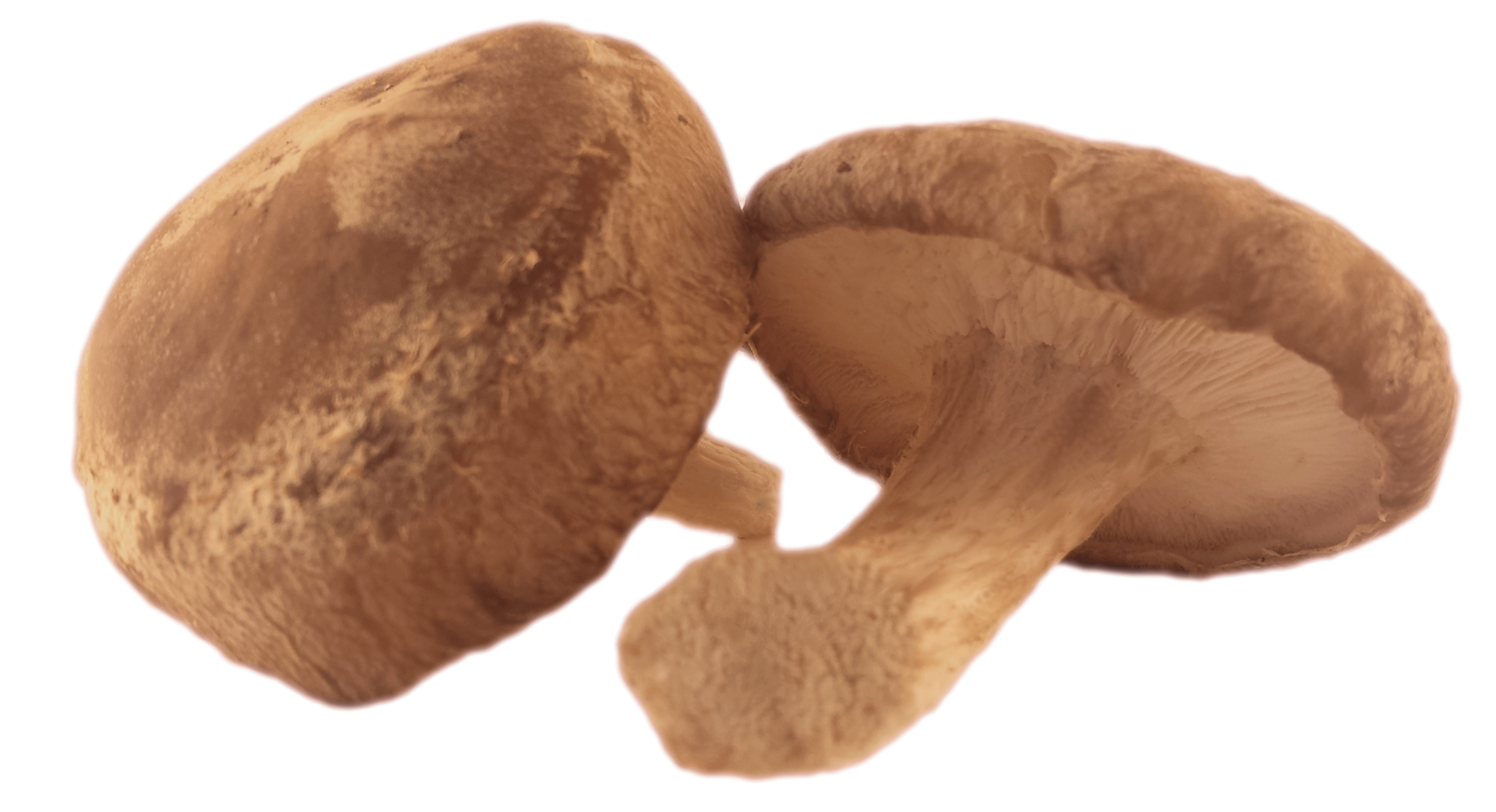 Dried Organic USA Shiitake Mushrooms, whole (bulk)