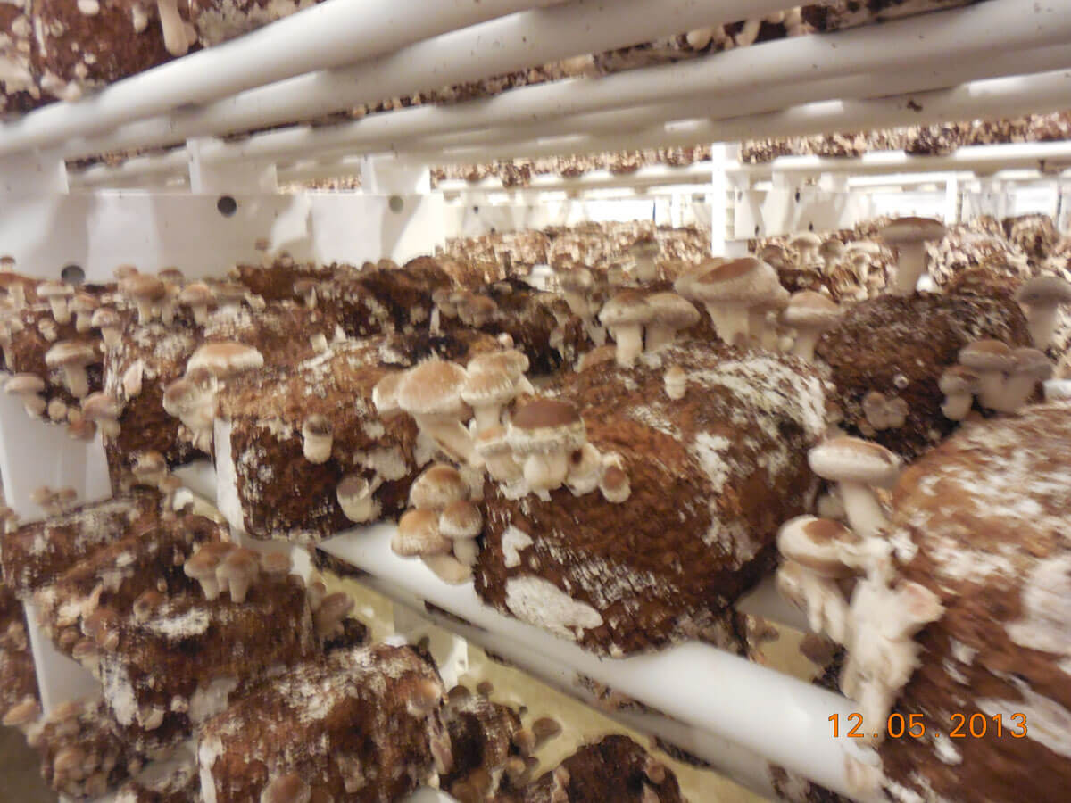 Shiitake Mushroom Blocks at Marvin Brockington blog