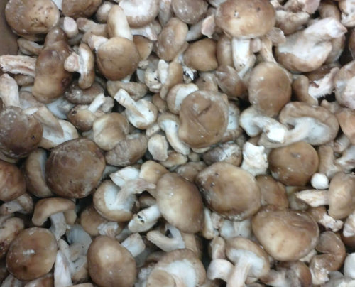 Baby shiitake mushrooms