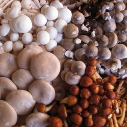 Fresh Mushroom Mix