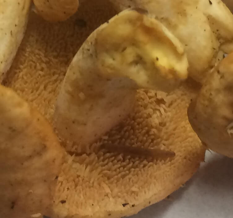Hedgehog Mushrooms Close-up