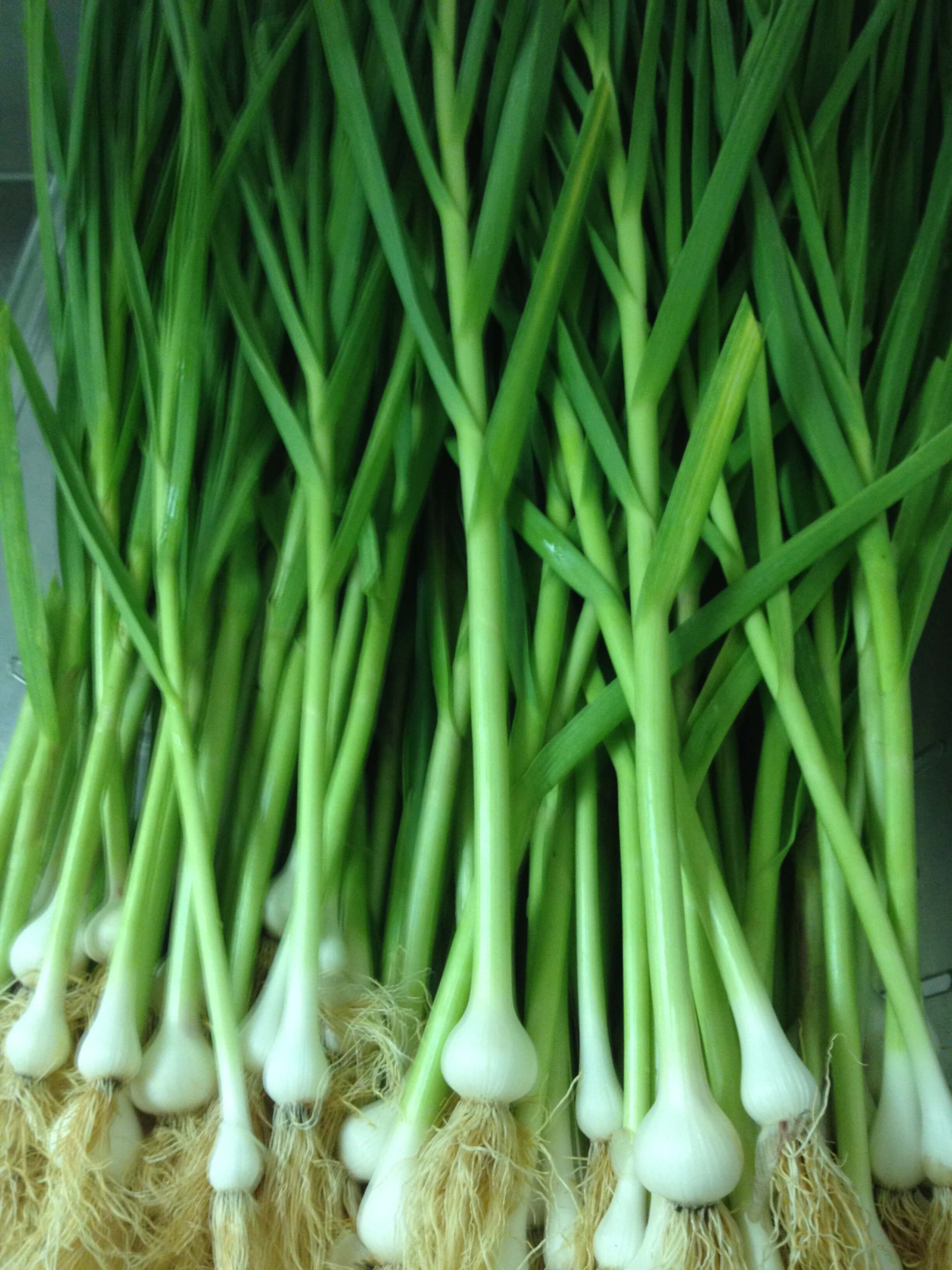 https://wholeearthharvest.com/wp-content/uploads/2019/03/green-garlic.jpg