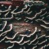 Dried Turkey Tail Mushroom Powder - Image 2